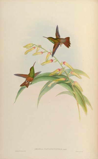 Amazilia castaneiventris - John Gould